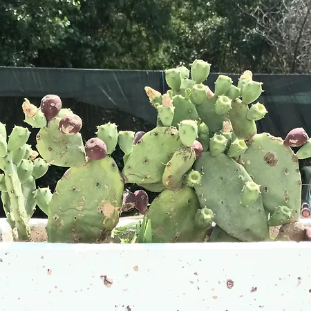 Apartment 50m Dal Mare Caraibico Lido Marini